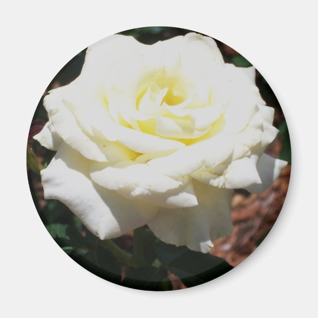 Íman Rosa Amarela Pálida (Frente)