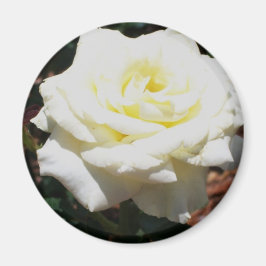Íman Rosa Amarela Pálida