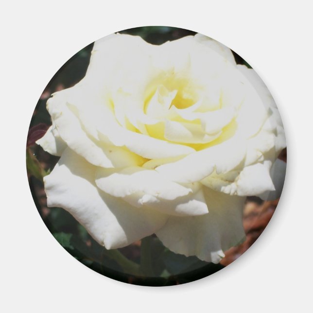 Íman Rosa Amarela Pálida (Frente)