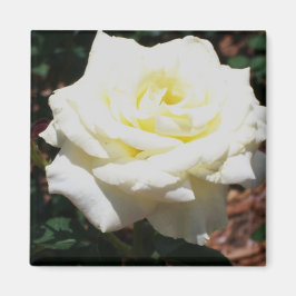 Íman Rosa Amarela Pálida