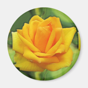 Íman Rosa amarelo