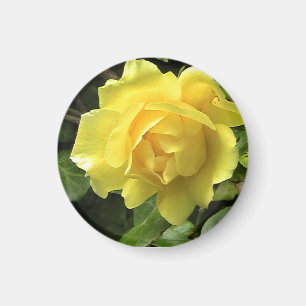 Íman Rosa amarelo