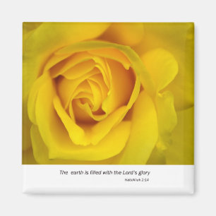Íman Rosa amarelo