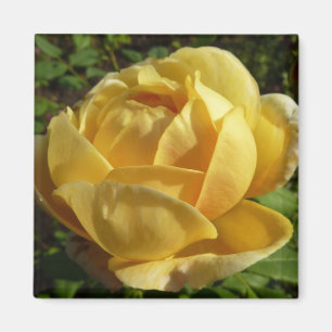 Íman Rosa amarelo