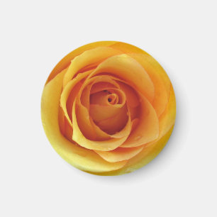 Íman Rosa amarelo do ímã de Texas