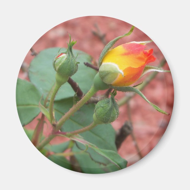 Íman rosa amarelo e laranja (Frente)