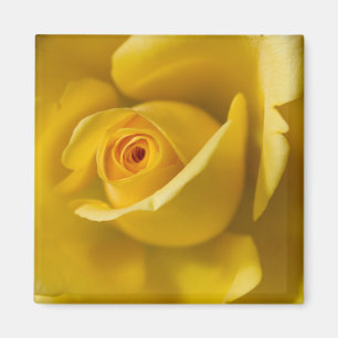 Íman Rosa amarelo macro