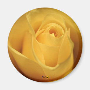 Íman Rosa amarelo, S Cyr