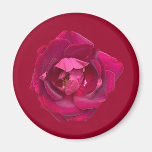 ÍMAN ROSA B