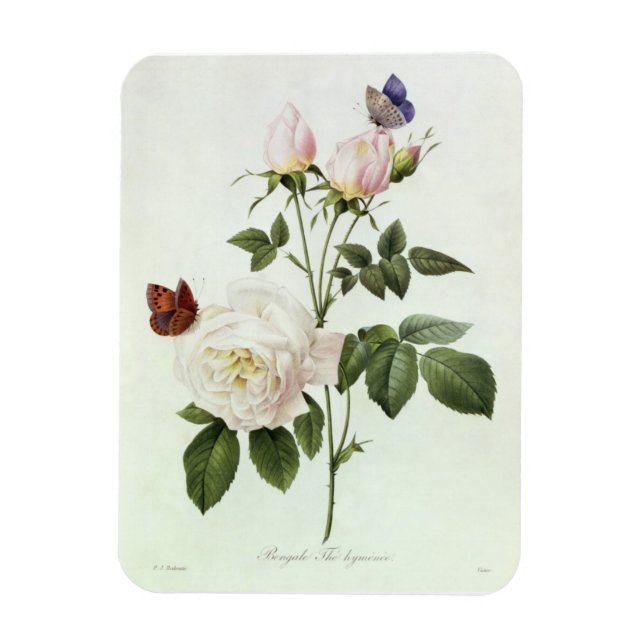 Íman Rosa: Bengale os Himenes, de Les Rosas (Vertical)