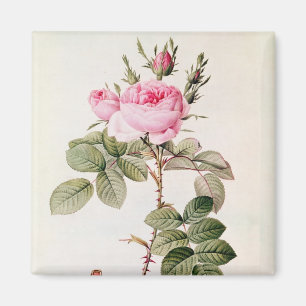 Íman Rosa Bifera Officinalis, 'dos rosas de Les