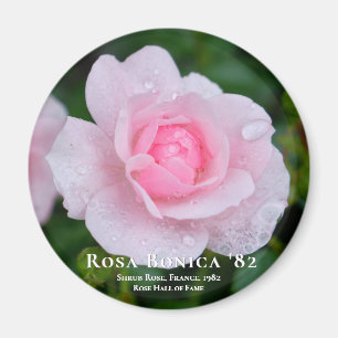 Íman Rosa Bonica 82