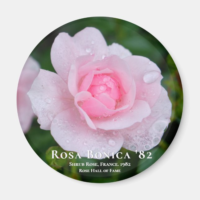 Íman Rosa Bonica 82 (Frente)