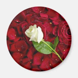 Íman Rosa branco nas pétalas vermelhas