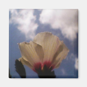 Íman Rosa branco no céu azul nebuloso