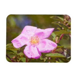 Íman Rosa Briar