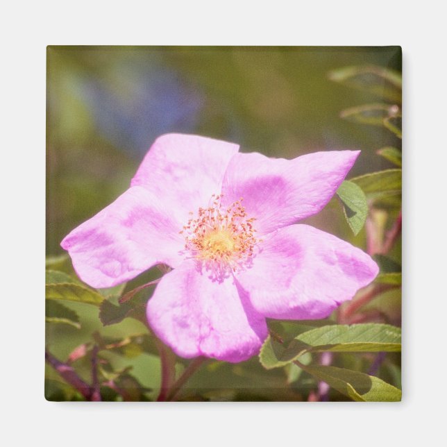 Íman Rosa Briar (Frente)
