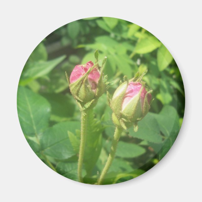 Íman Rosa Buds (Frente)