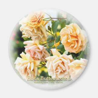 Íman Rosa Butterscotch