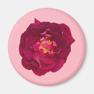 ÍMAN ROSA C