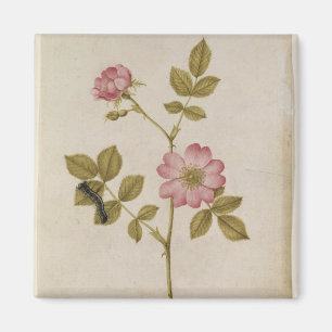 Íman Rosa Canina - Dogrose e Lagarta (lápis e c/