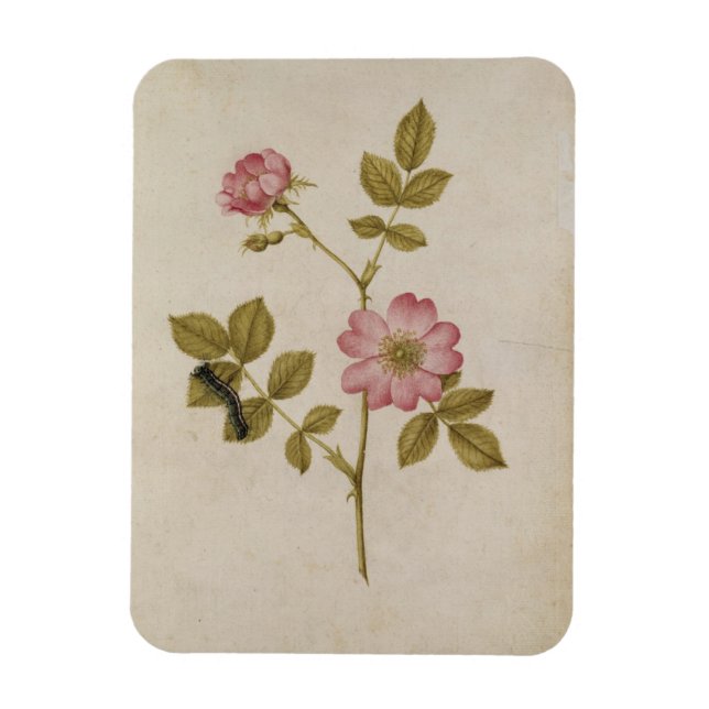 Íman Rosa Canina - Dogrose e Lagarta (lápis e c/ (Vertical)