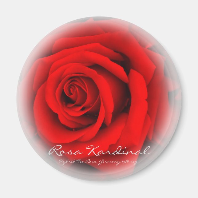 Íman Rosa Cardeal (Frente)