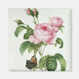 Íman Rosa Centifolia
