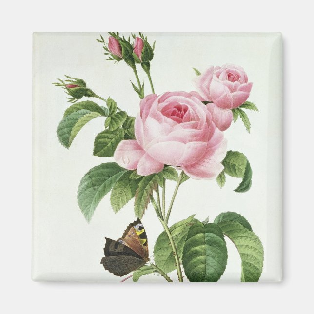 Íman Rosa Centifolia (Frente)