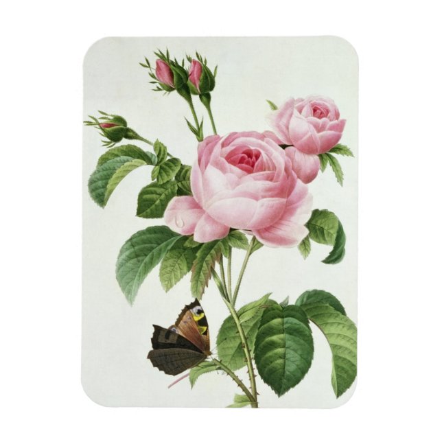 Íman Rosa Centifolia (Vertical)