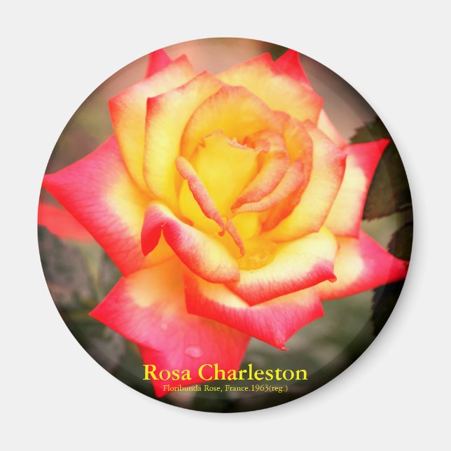 Íman Rosa Charleston：Ímã Redondo (Frente)
