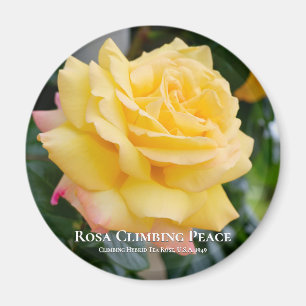 Íman Rosa Climbing Peace