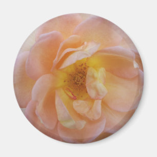 Íman Rosa com cor de pêssego