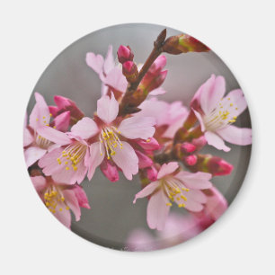 Íman Rosa Contra Um Céu Cinza Flor de Cerejeira Japones