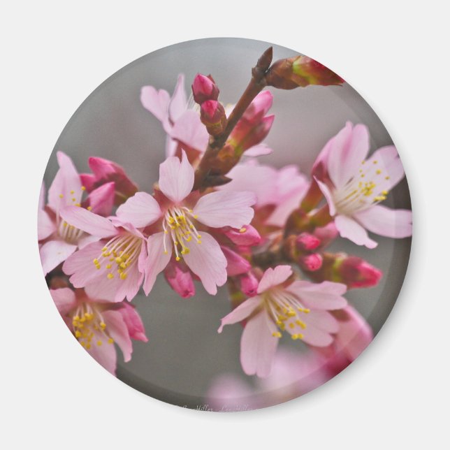 Íman Rosa Contra Um Céu Cinza Flor de Cerejeira Japones (Frente)