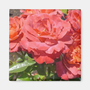 Íman Rosa Coral