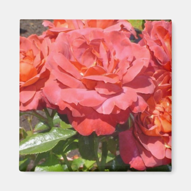Íman Rosa Coral (Frente)