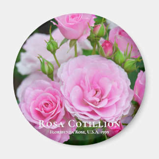 Íman Rosa Cotillion