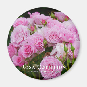 Íman Rosa Cotillion