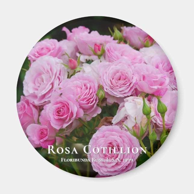 Íman Rosa Cotillion (Frente)