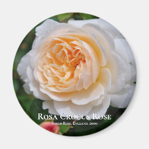 Íman Rosa Crocus Rosa