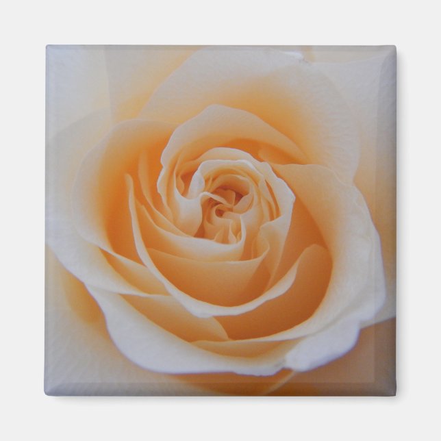 Íman Rosa de coral (Frente)