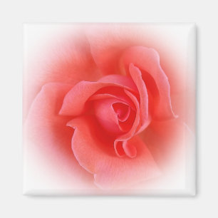 Íman rosa de coral rosa