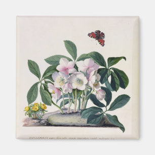 Íman Rosa de Natal (Helleborus niger) e inverno Aconi
