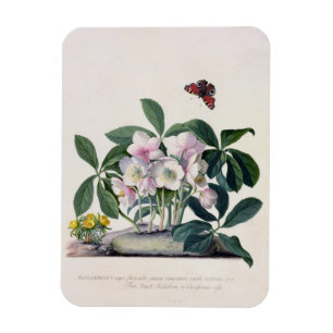 Íman Rosa de Natal (Helleborus niger) e inverno Aconi