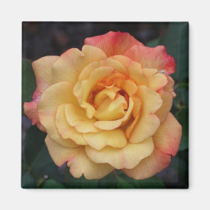 Íman Rosa de Paz Belo Rosa e Amarelo Floral