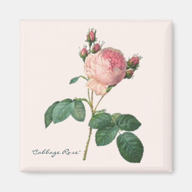 Íman Rosa de repolho Impressão (Frente)