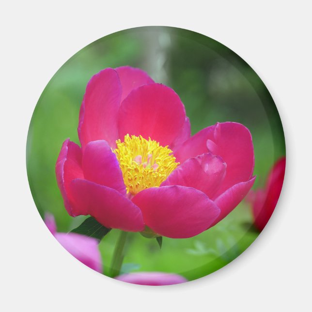 Íman Rosa de rosa quente (Frente)