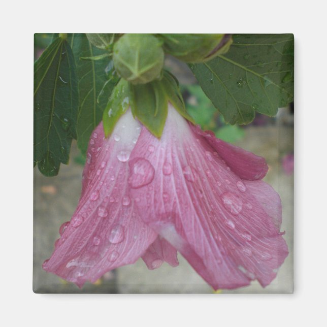 Íman Rosa de Sharon Petals com Raindrops Magnet (Frente)