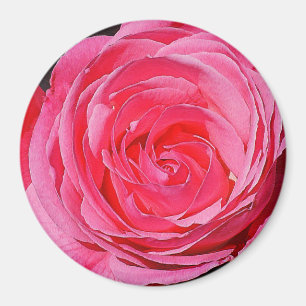 Íman Rosa de subida rosa